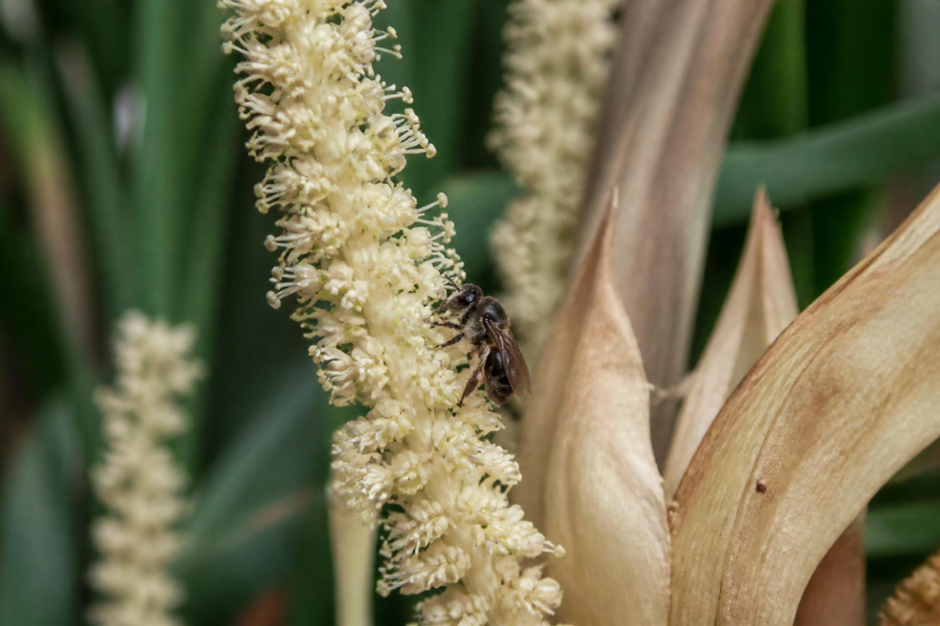 Abelha nativa pousada em uma florada silvestre, luz natural